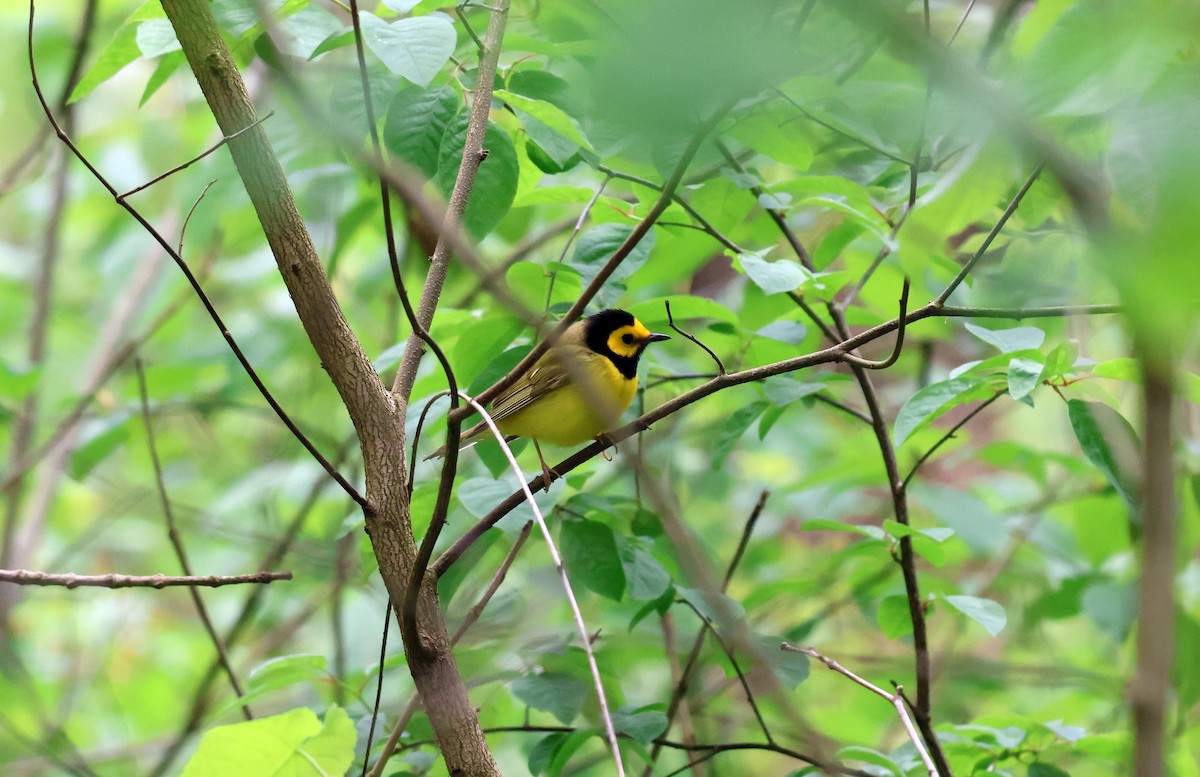 Hooded Warbler - Braeden Cameron