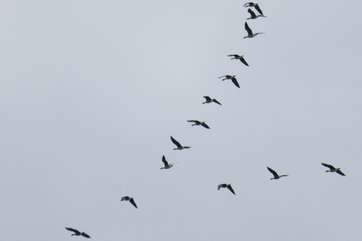 Greater White-fronted Goose - Antonina V