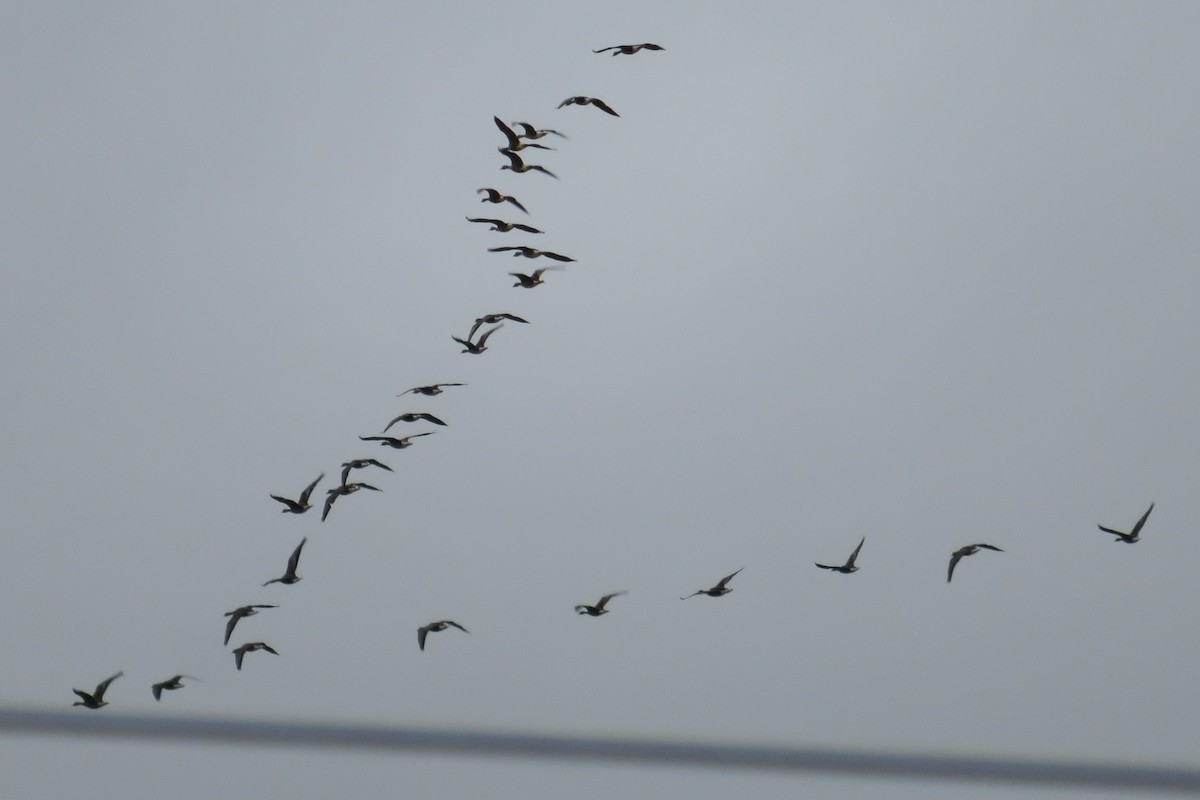 Greater White-fronted Goose - Antonina V