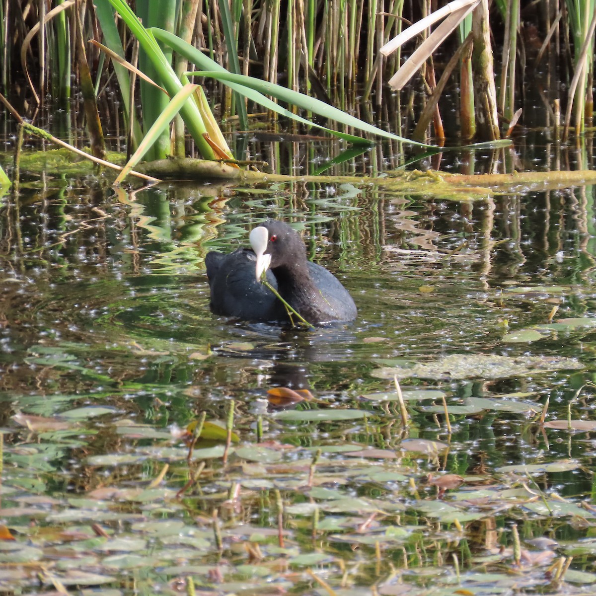 Eurasian Coot - Richard Fleming