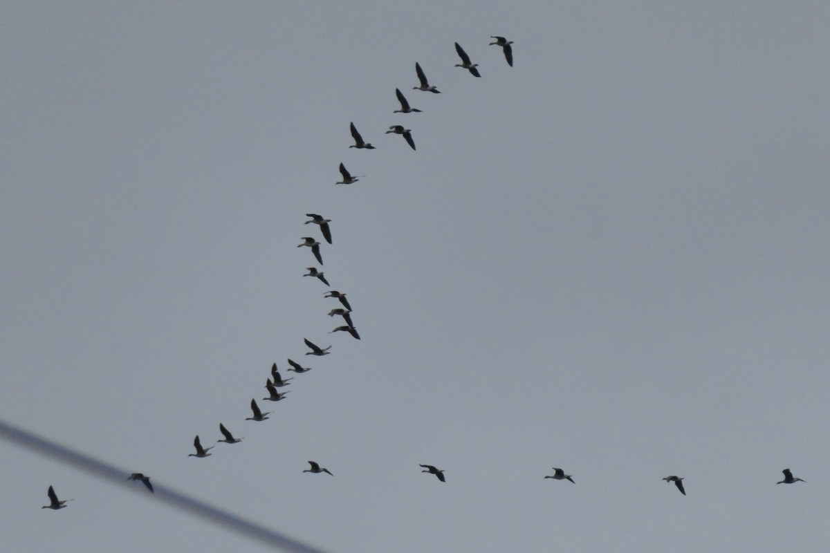 Greater White-fronted Goose - Antonina V