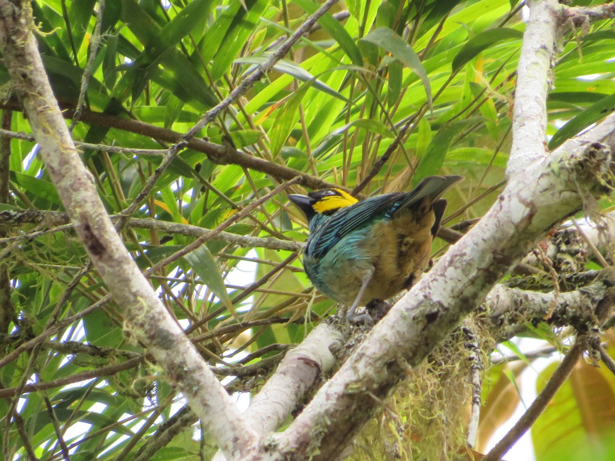 Saffron-crowned Tanager - Juan Alejandro Gil Grajales