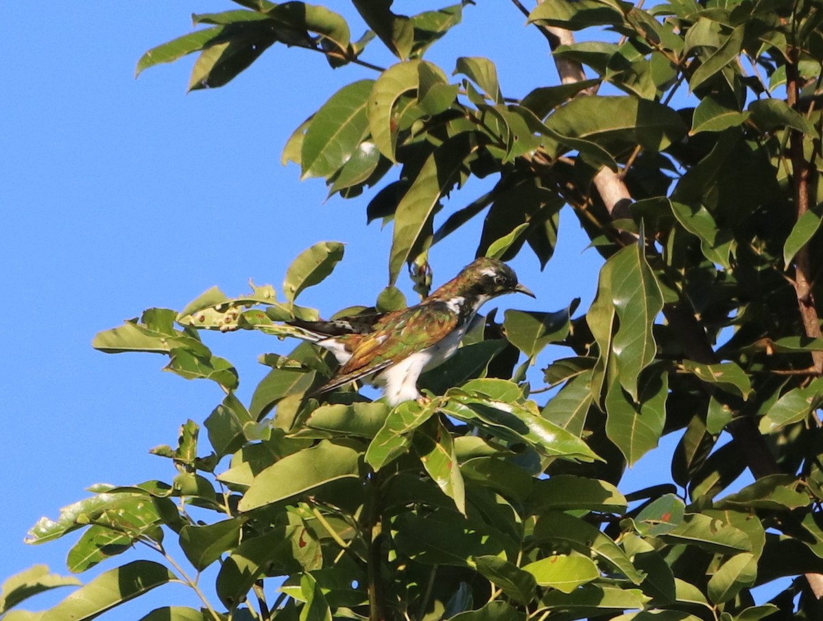 Klaas's Cuckoo - ML618831676