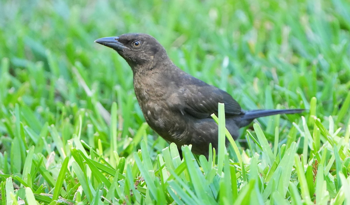 Common Grackle - Dave Bowman