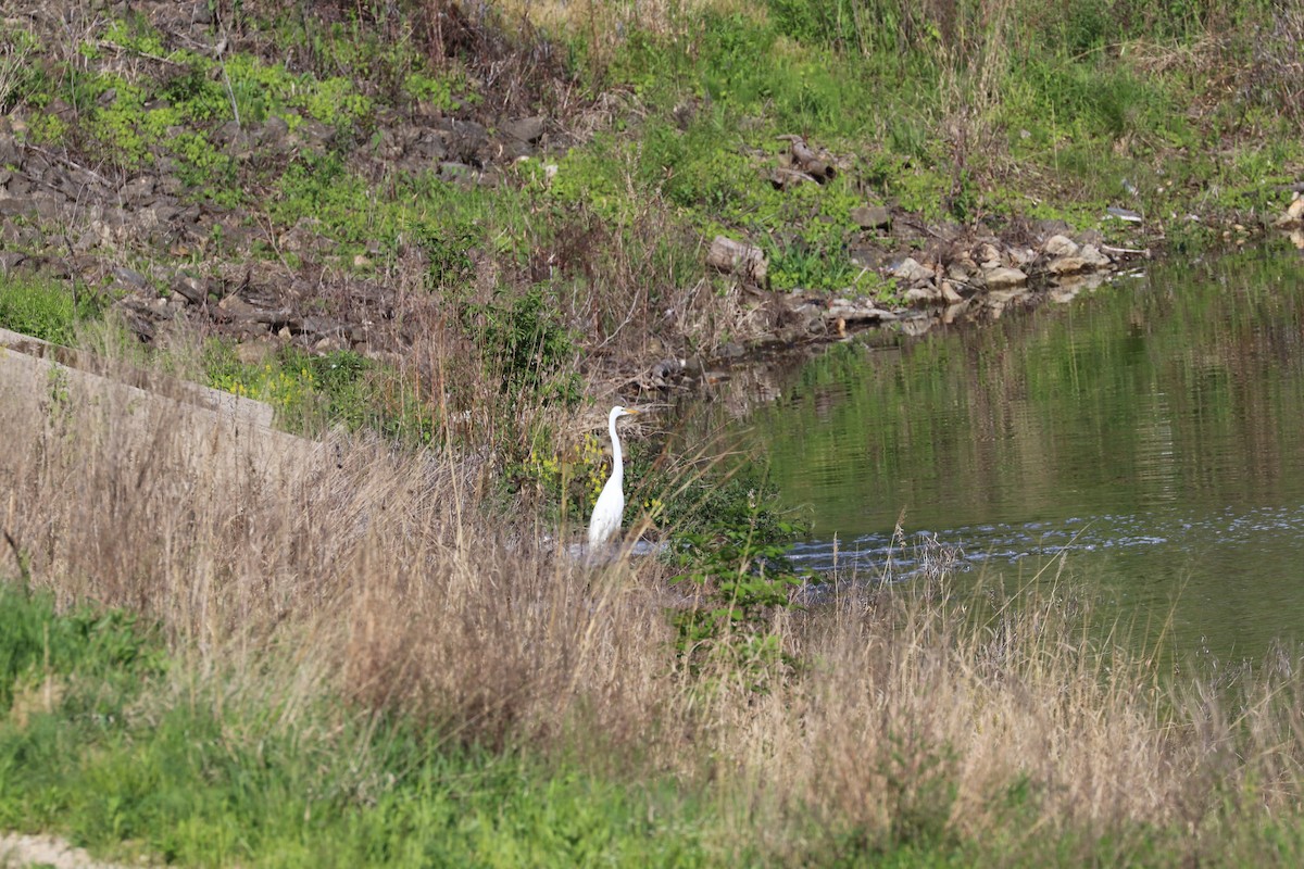 Great Egret - Susan Szeszol