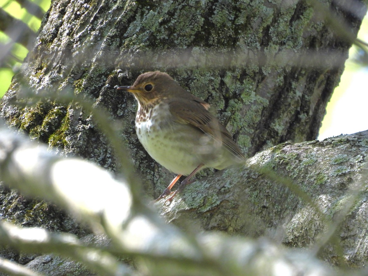 Swainson's Thrush - Donna Kenski