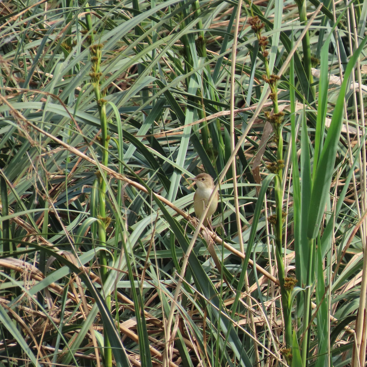 Common Reed Warbler - Richard Fleming