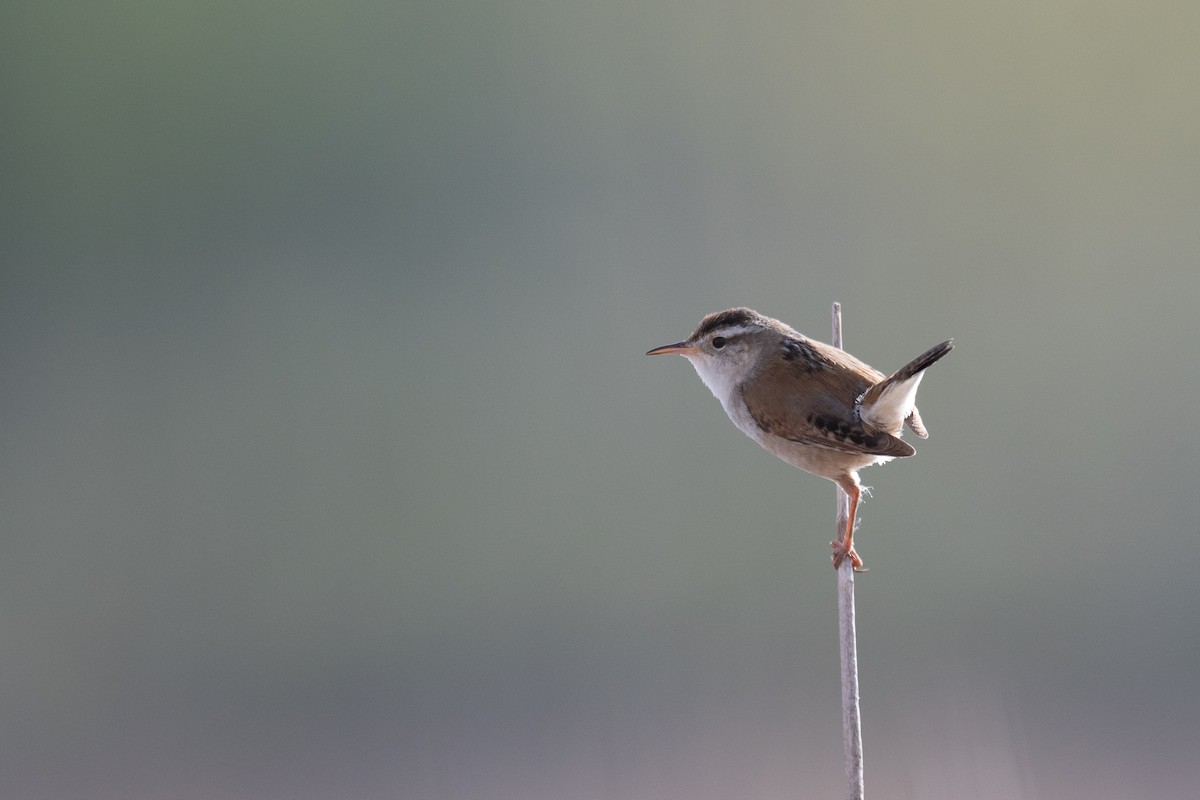 Marsh Wren - Terrence Jackson