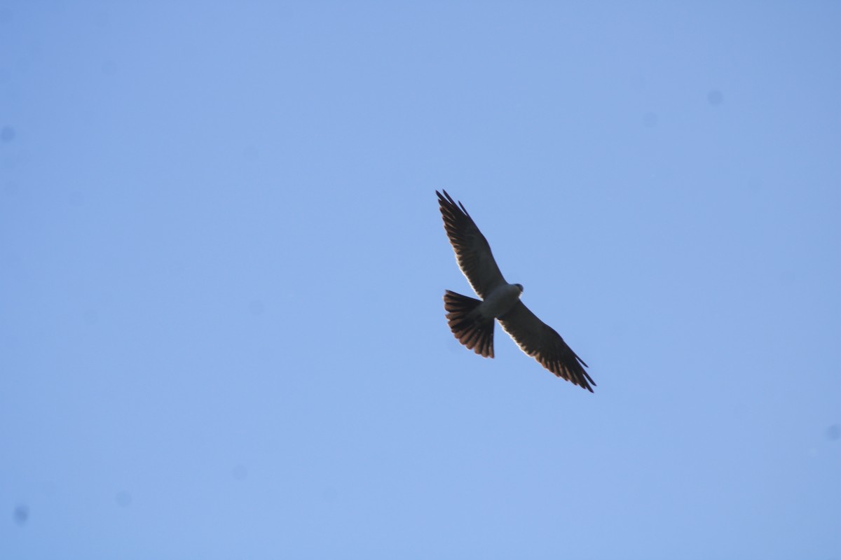 Mississippi Kite - ML618831702