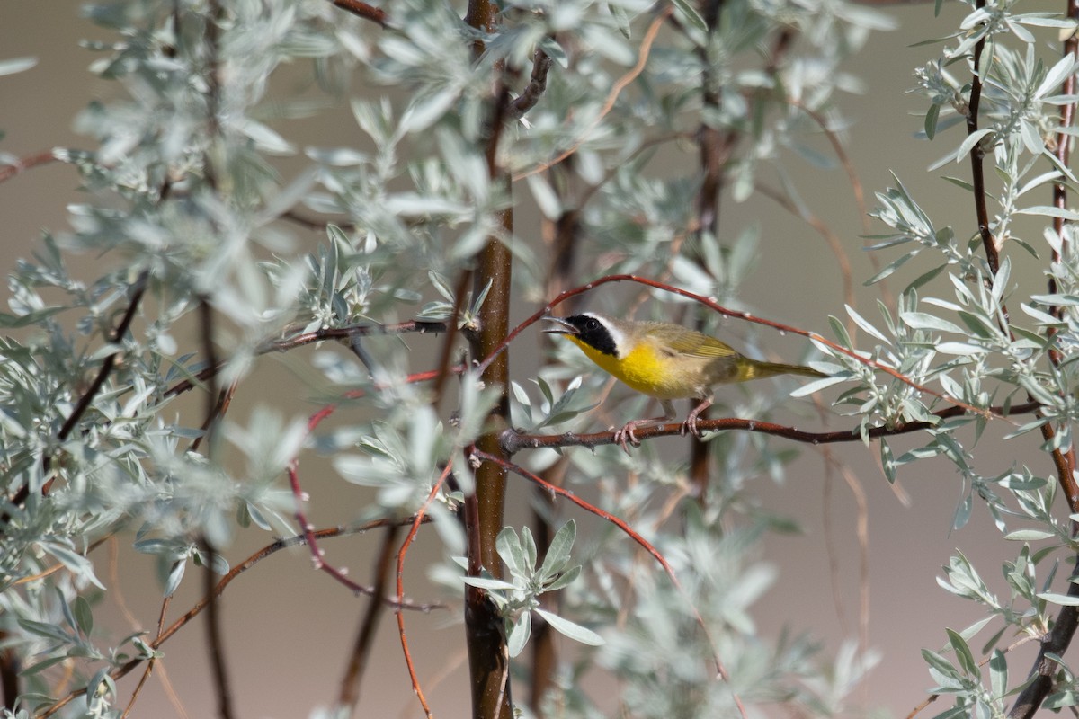 Common Yellowthroat - ML618831710