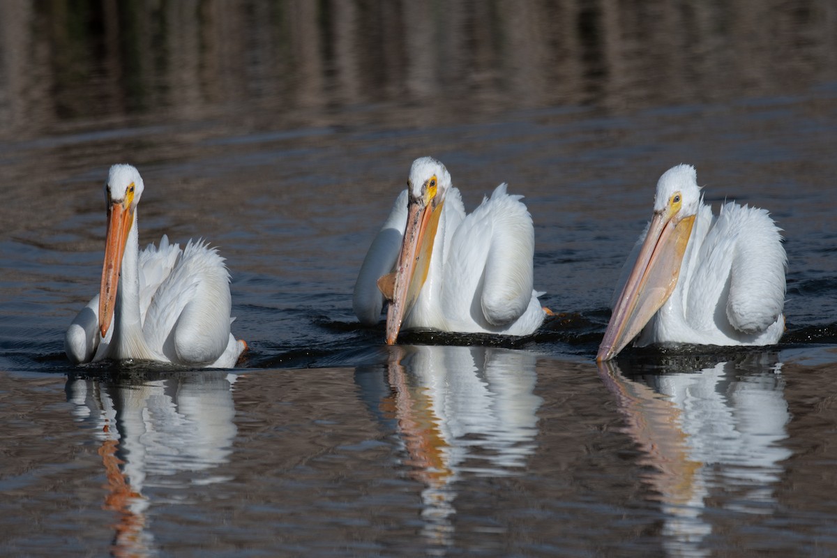 American White Pelican - ML618831723