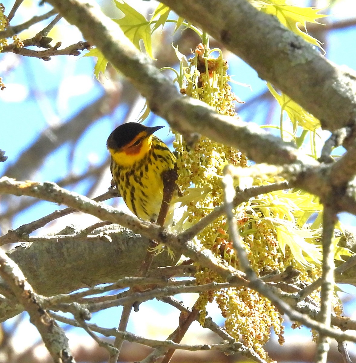 Cape May Warbler - Donna Kenski