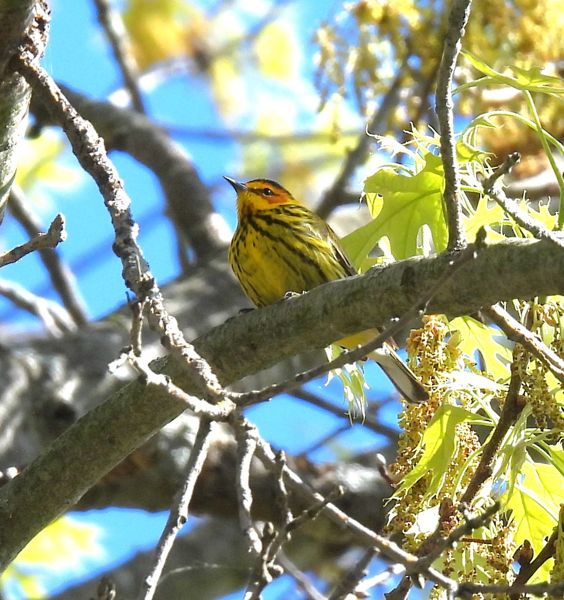 Cape May Warbler - Donna Kenski