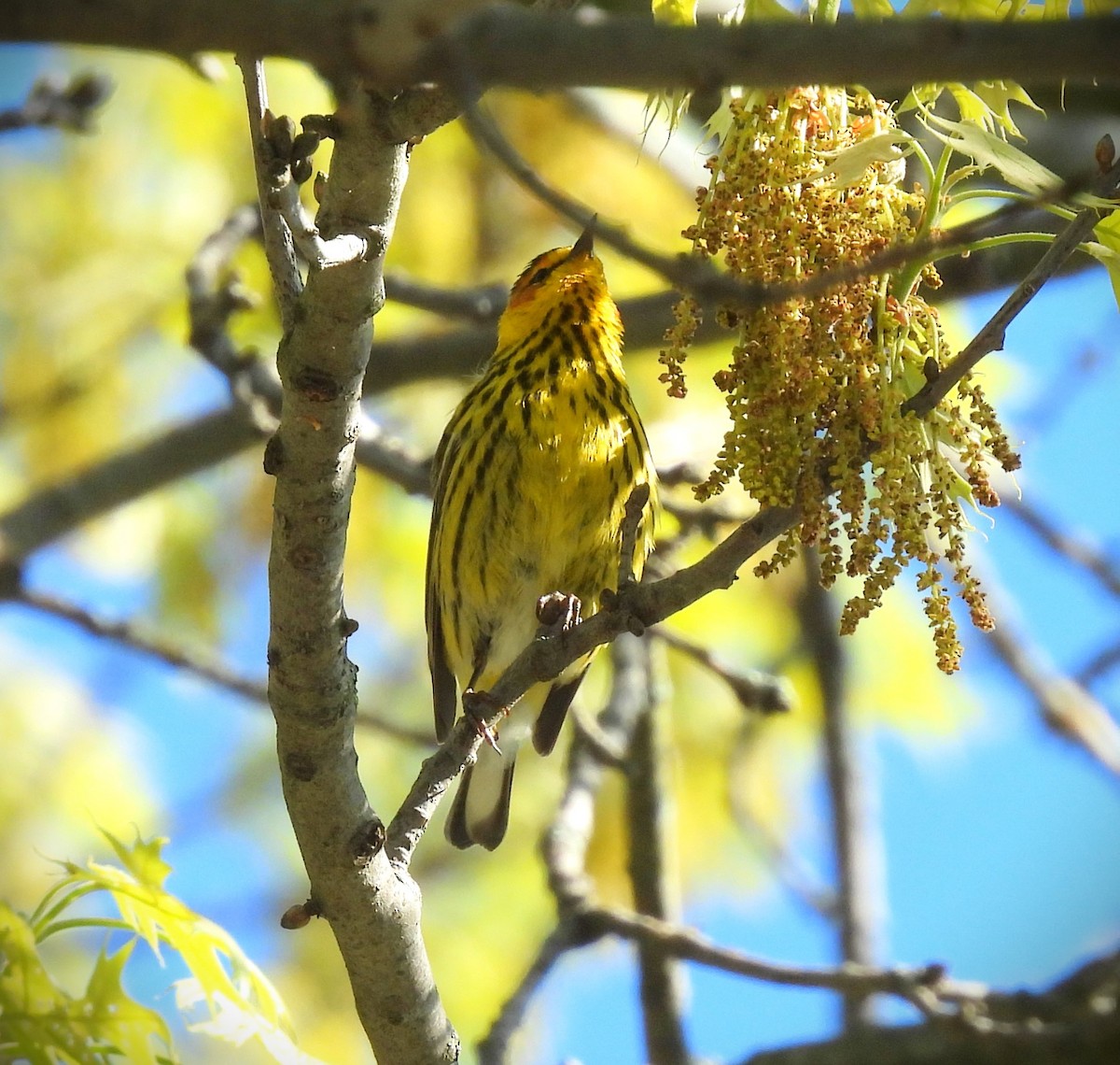 Cape May Warbler - Donna Kenski