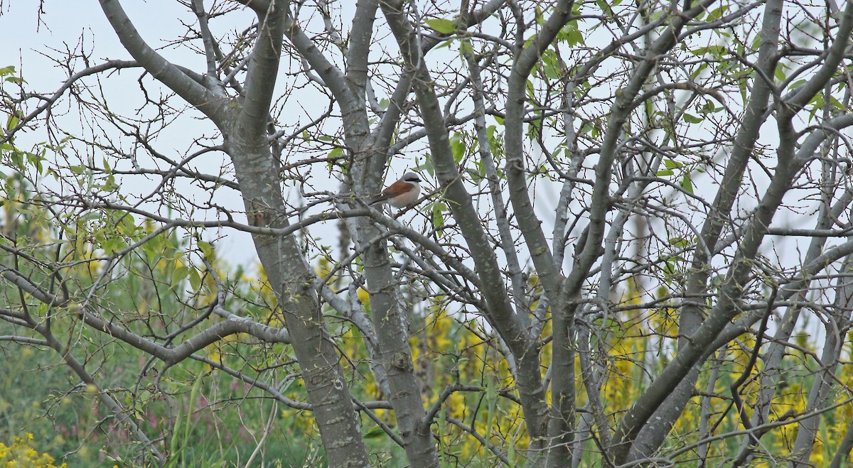 Red-backed Shrike - Andrew Steele