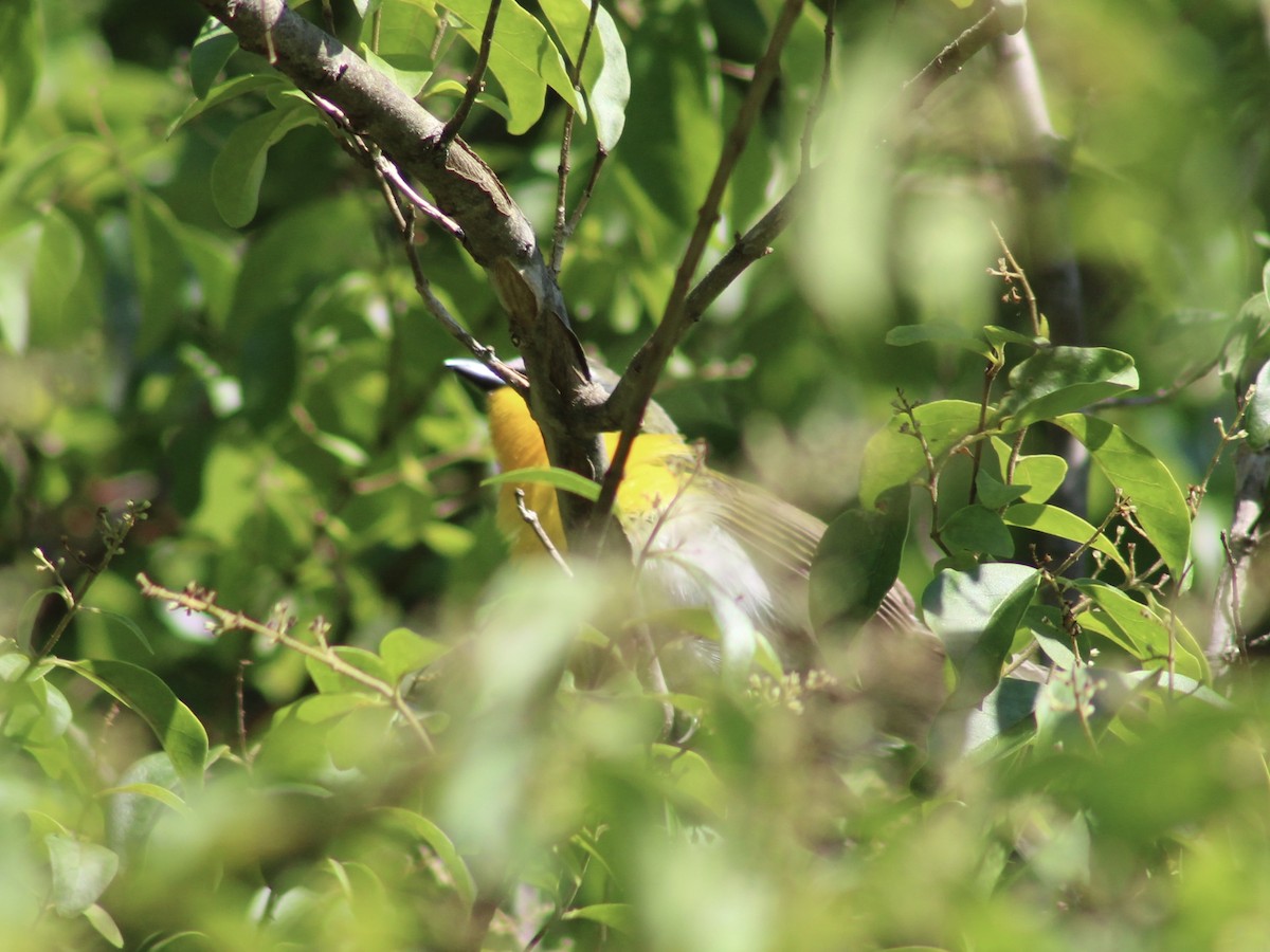 Yellow-breasted Chat - Mary Randolph-Frye