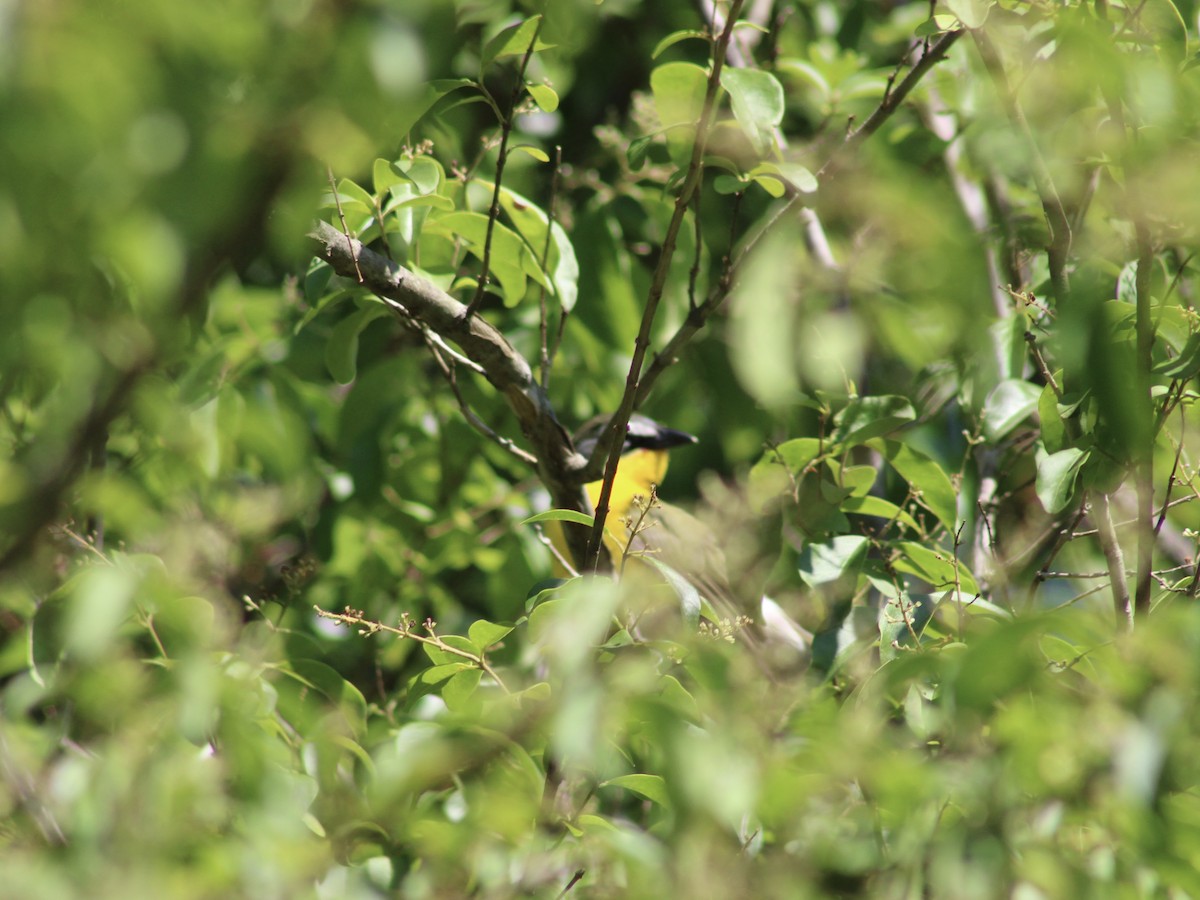 Yellow-breasted Chat - Mary Randolph-Frye