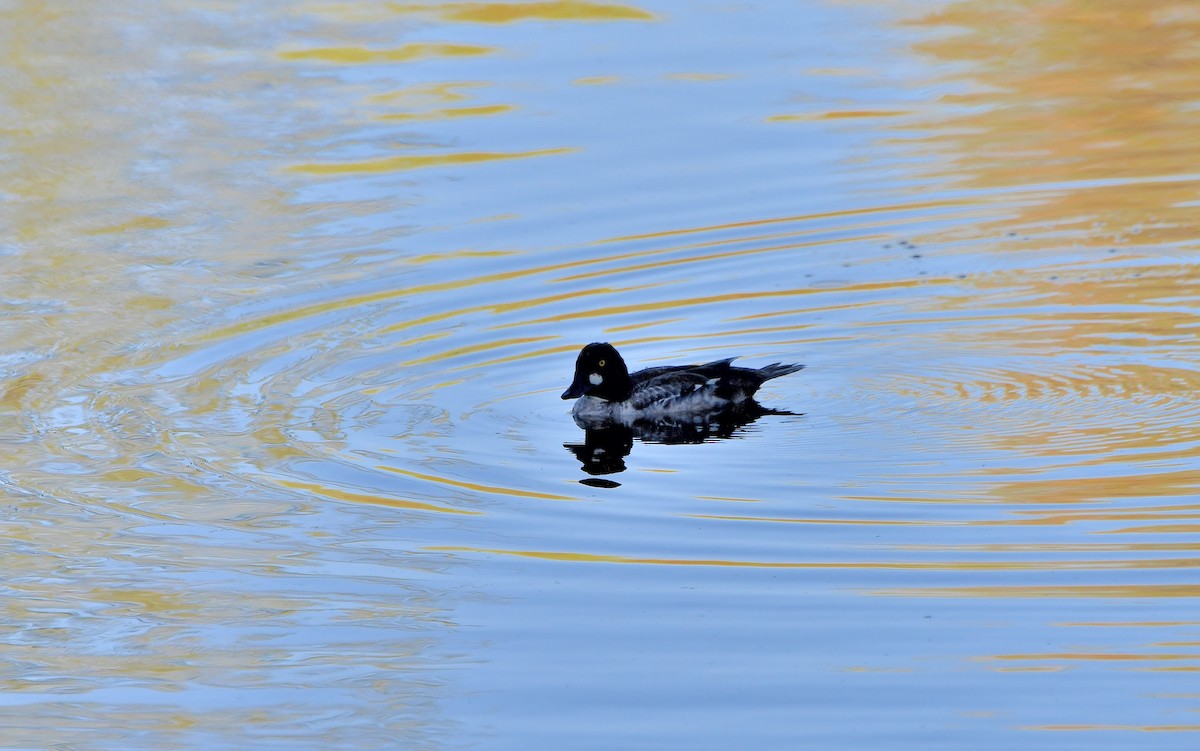 Common Goldeneye - Carol Riddell