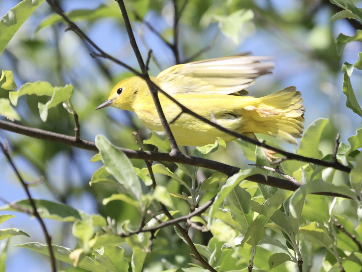 Yellow Warbler - Michael Burkhart