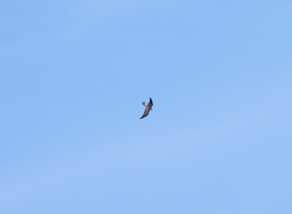 Peregrine Falcon - Simone Bocca