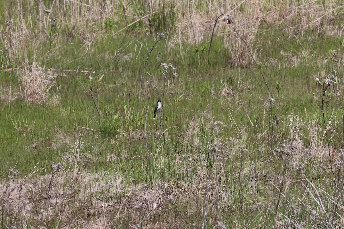 Eastern Kingbird - Susan Szeszol