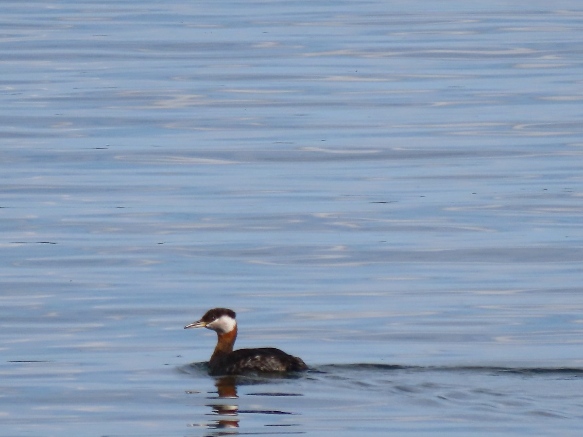 Red-necked Grebe - Sylvie Huet