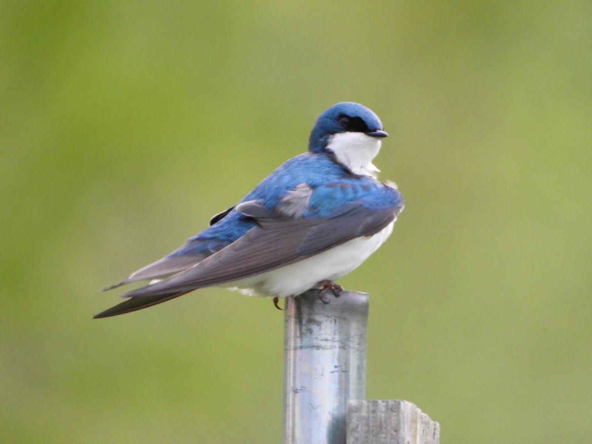 Tree Swallow - Shirley Andrews