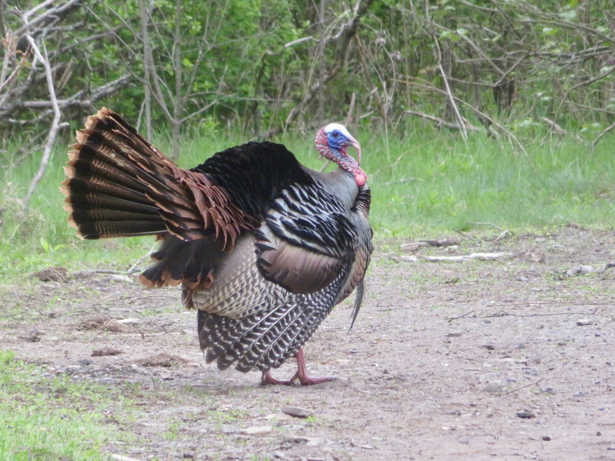 Wild Turkey - Christine Cote