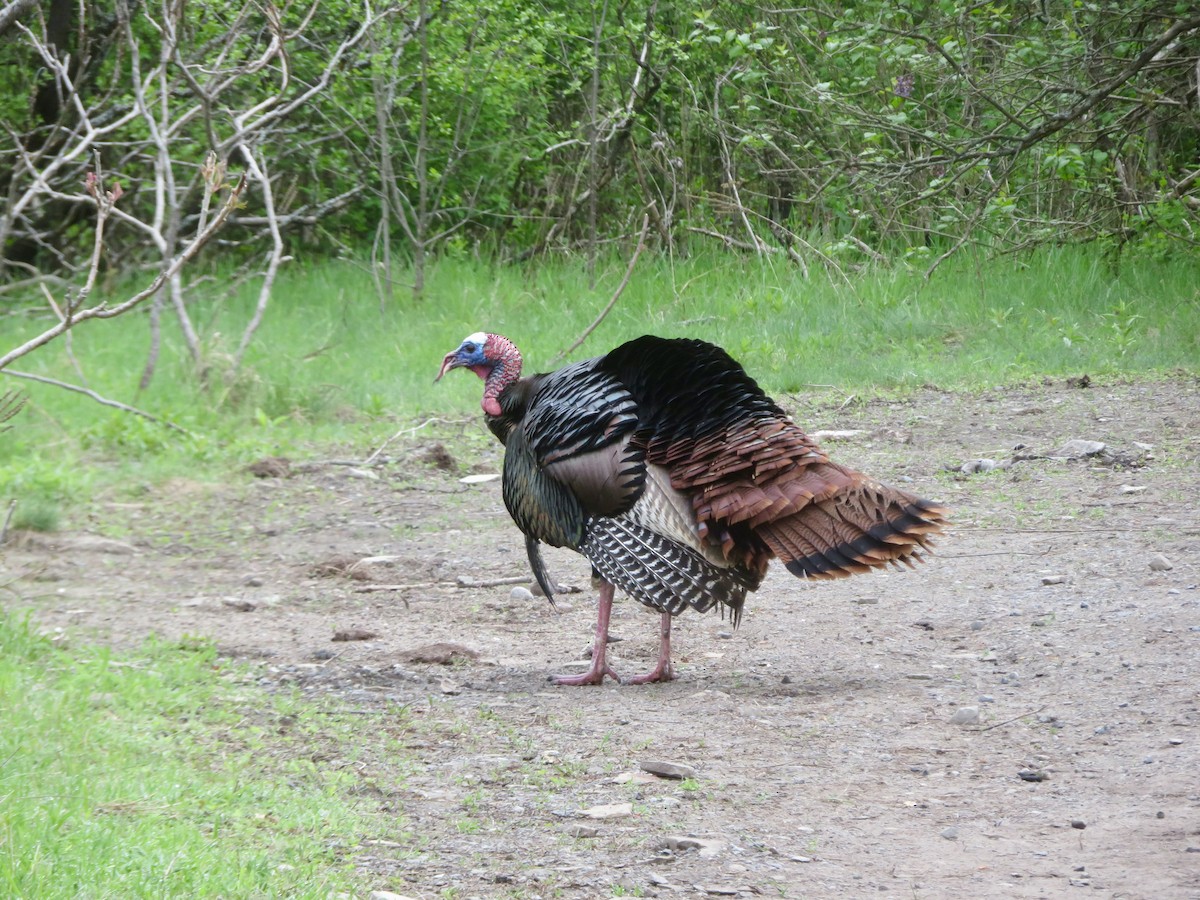 Wild Turkey - Christine Cote