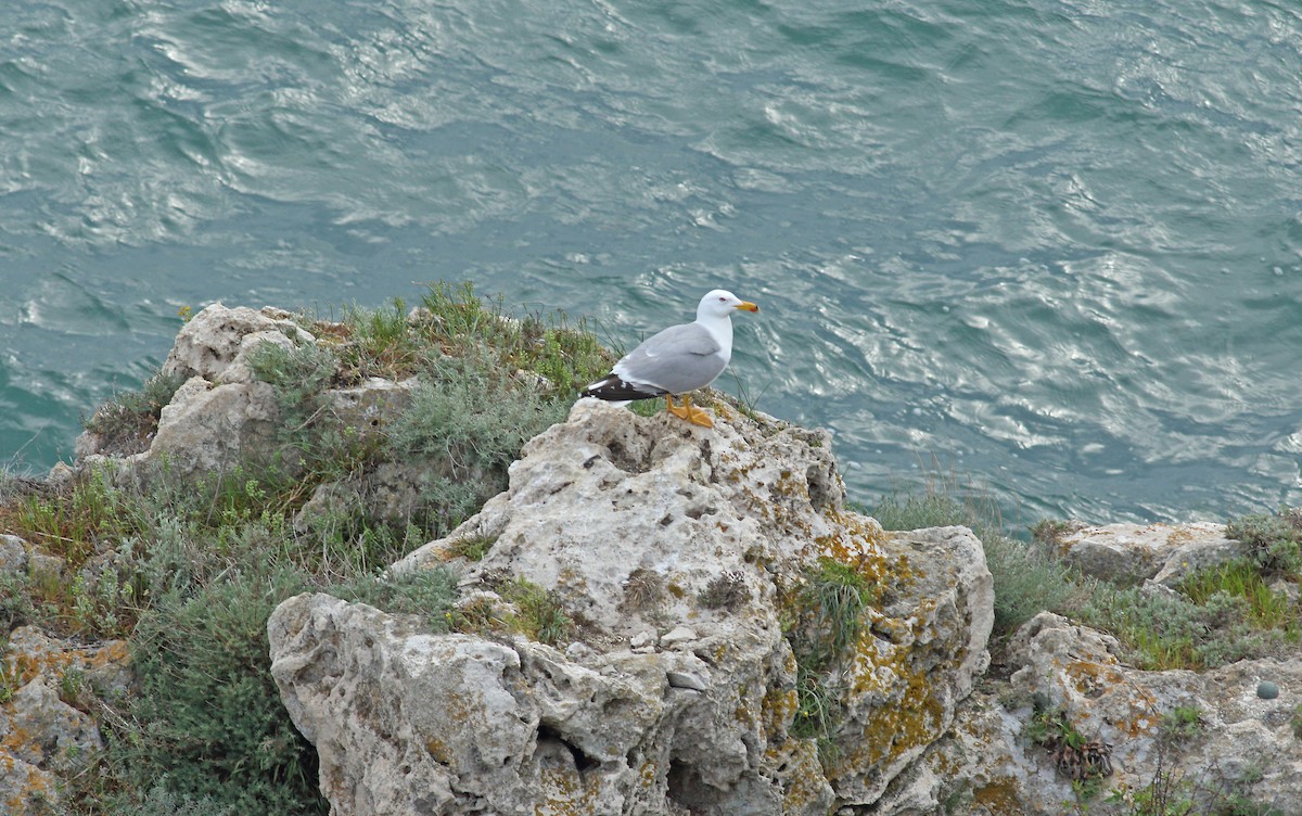 Yellow-legged Gull - Andrew Steele