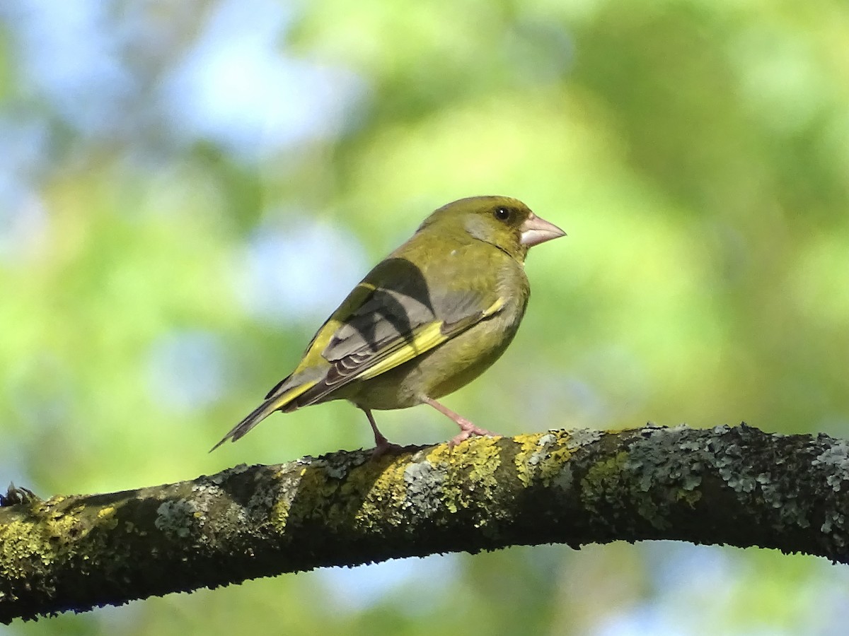 European Greenfinch - ML618831780