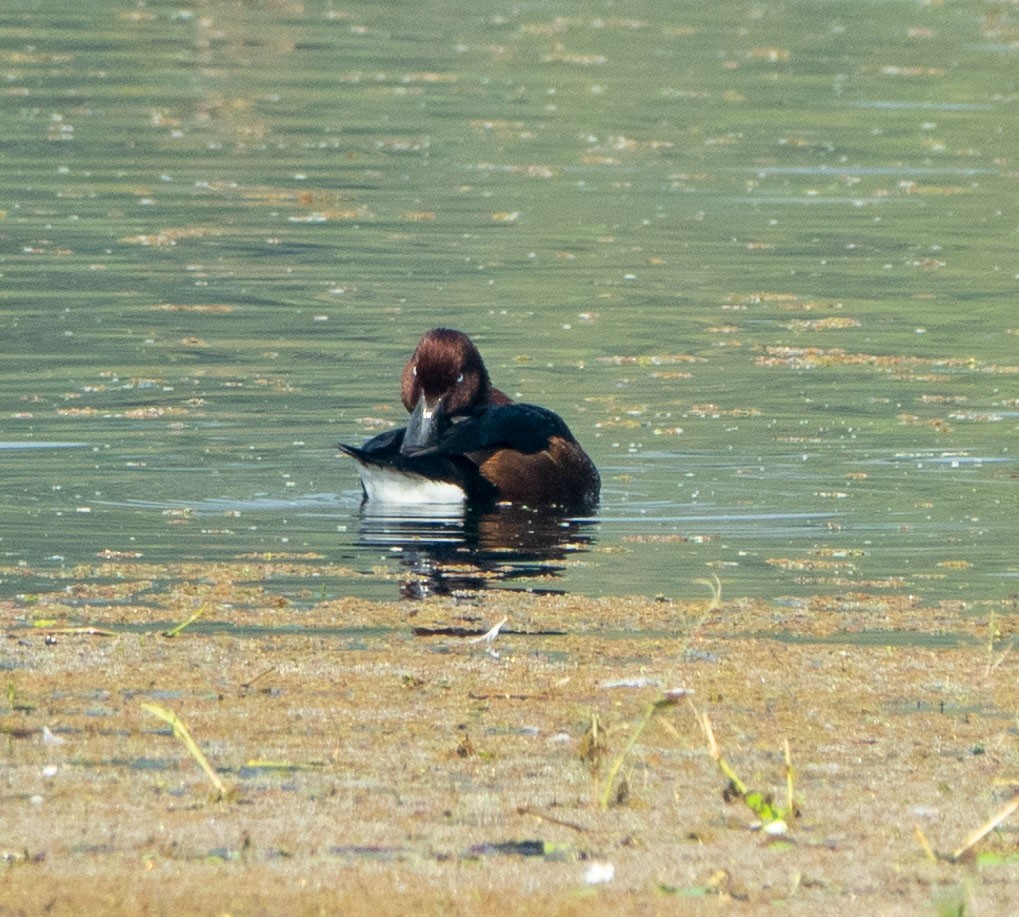 Ferruginous Duck - ML618831784