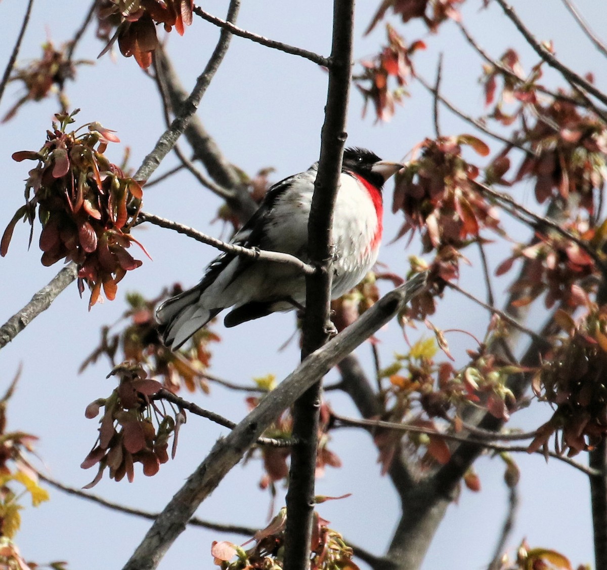 Rose-breasted Grosbeak - Kernan Bell