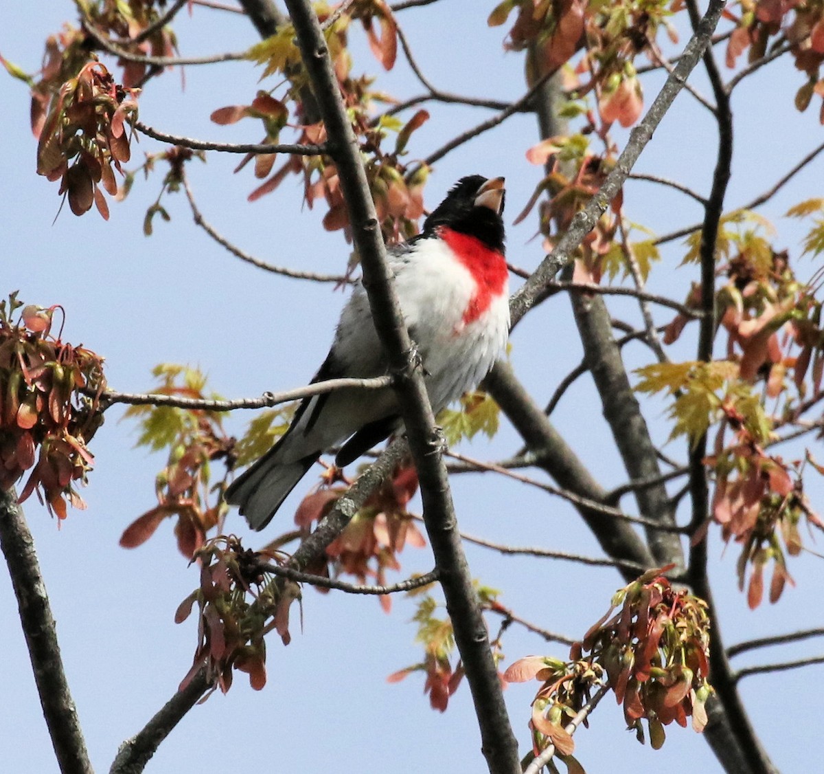 Rose-breasted Grosbeak - Kernan Bell