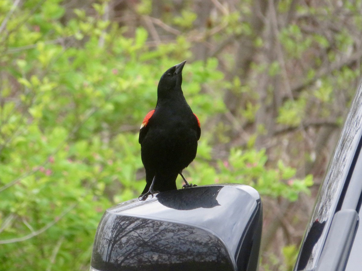 Red-winged Blackbird - Christine Cote