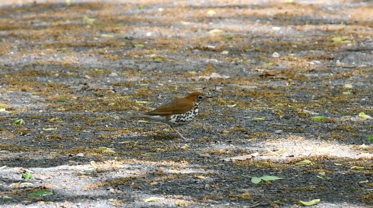 Wood Thrush - ML618831808