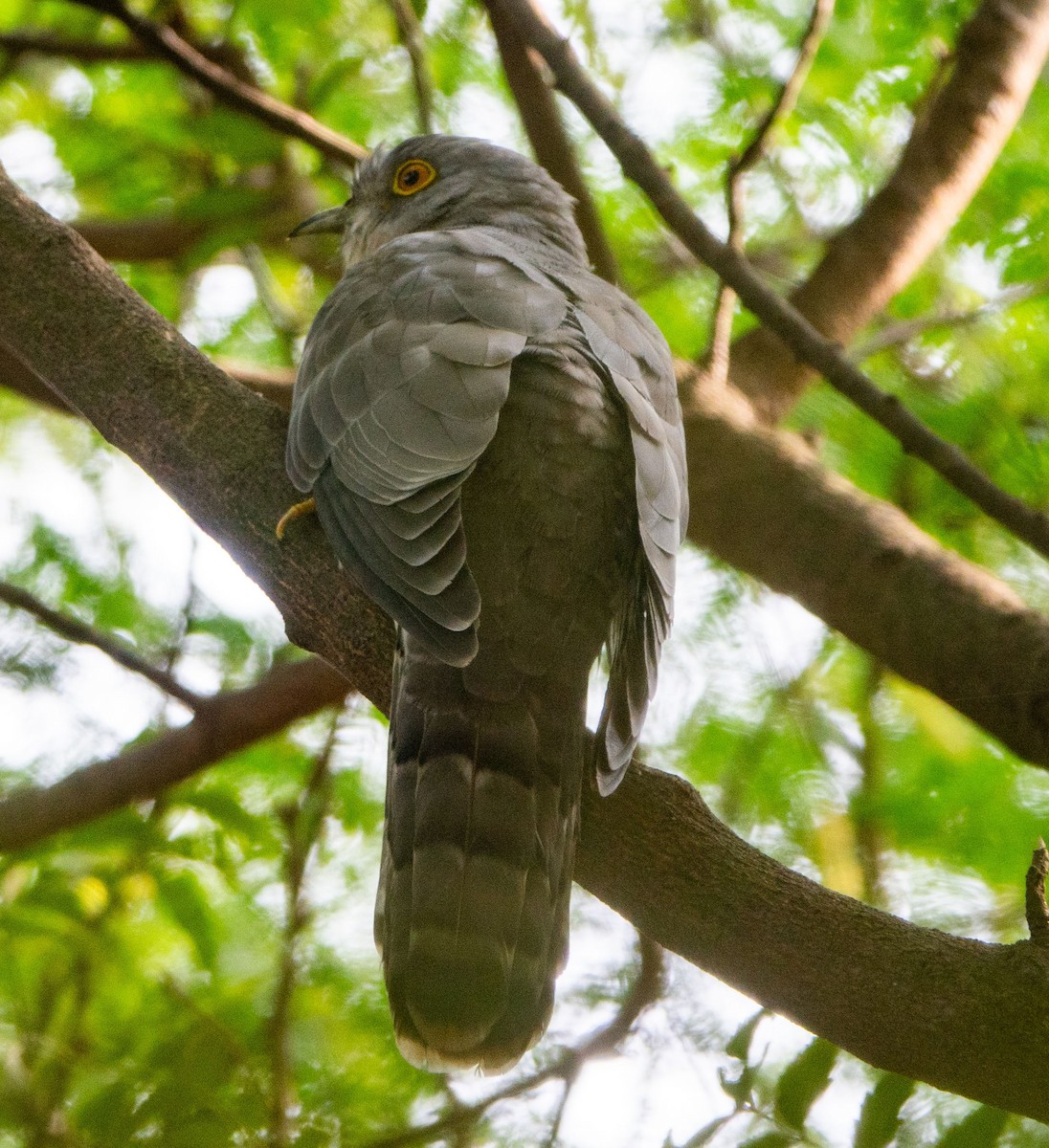 Common Hawk-Cuckoo - David Houle