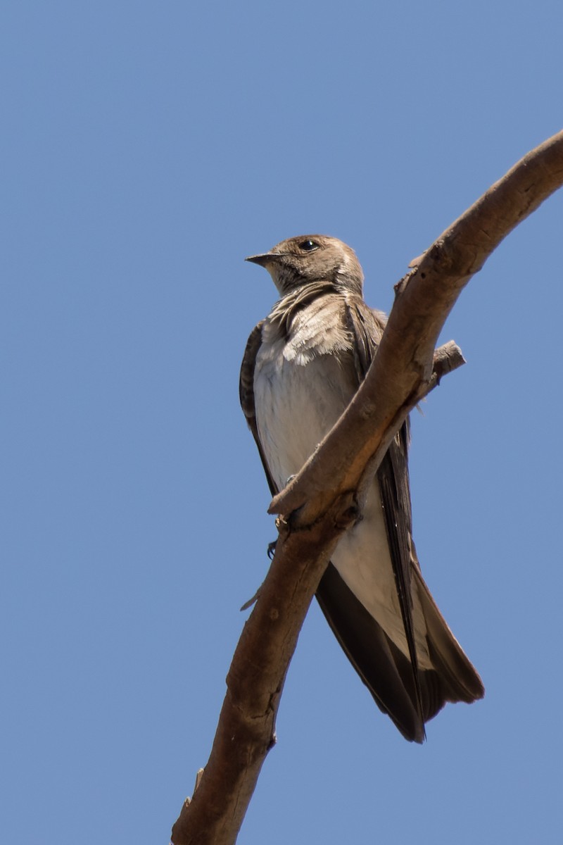 Northern Rough-winged Swallow - Lori Buhlman