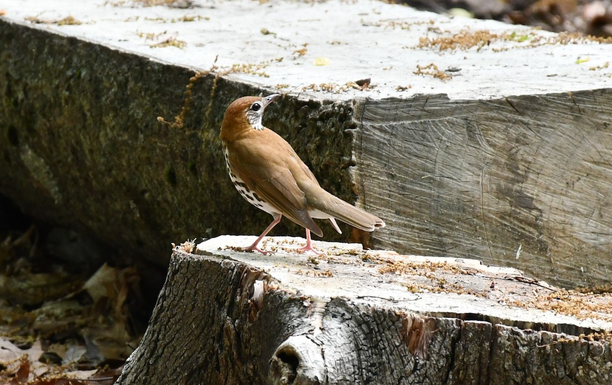 Wood Thrush - ML618831828