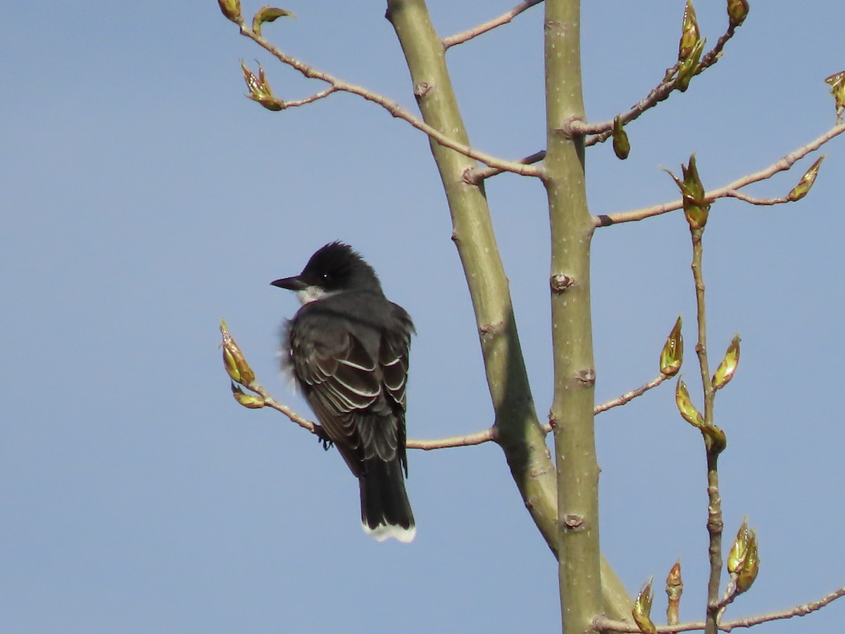 Eastern Kingbird - ML618831833