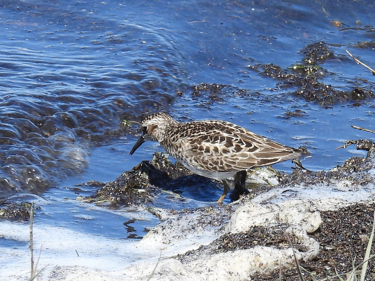 Least Sandpiper - Kathryn Hyndman