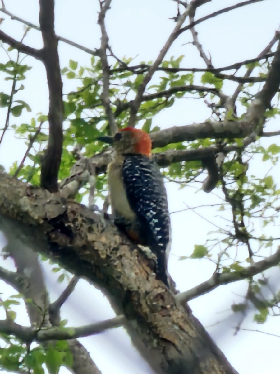 Red-crowned Woodpecker - ML618831840