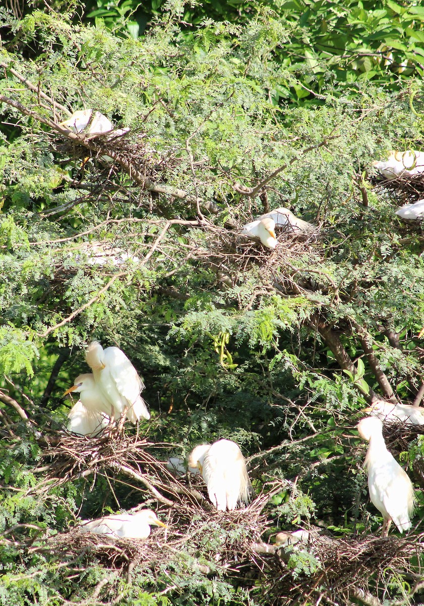 Western Cattle Egret - ML618831842