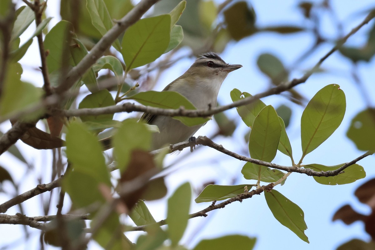 Red-eyed Vireo - Andy Bridges