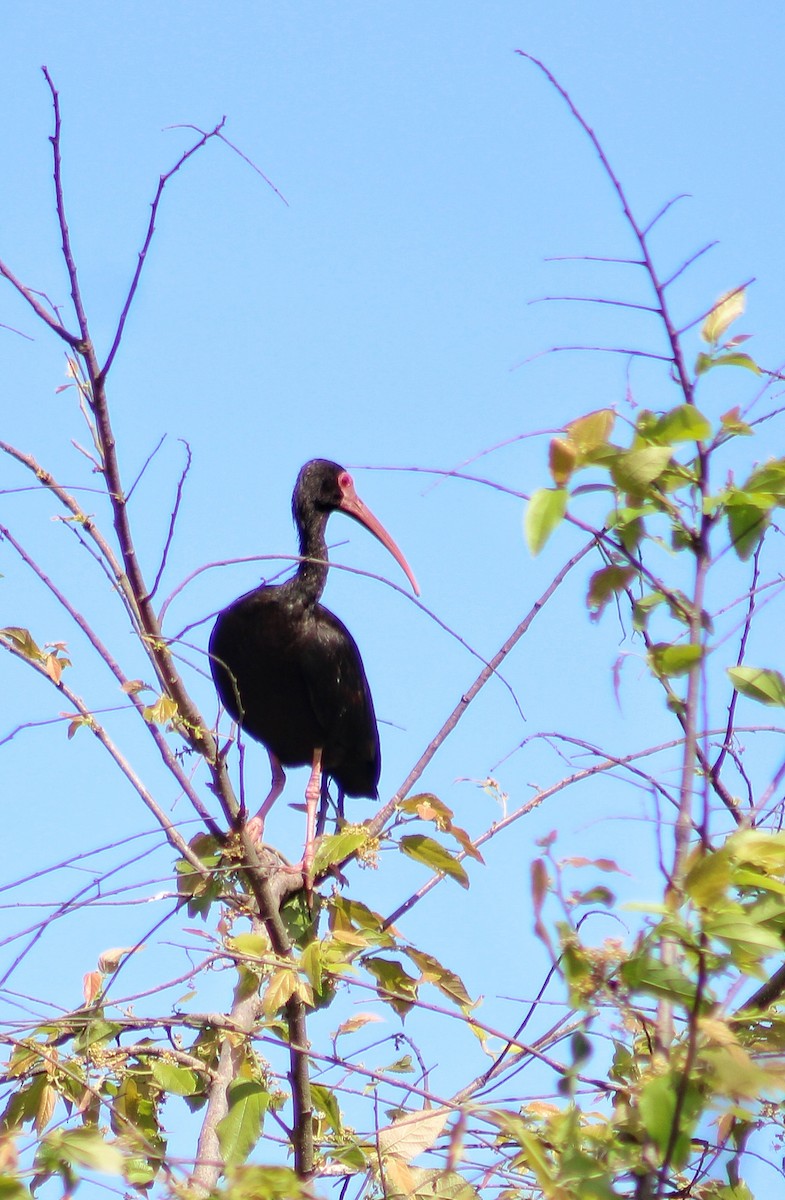 ibis tmavý - ML618831859
