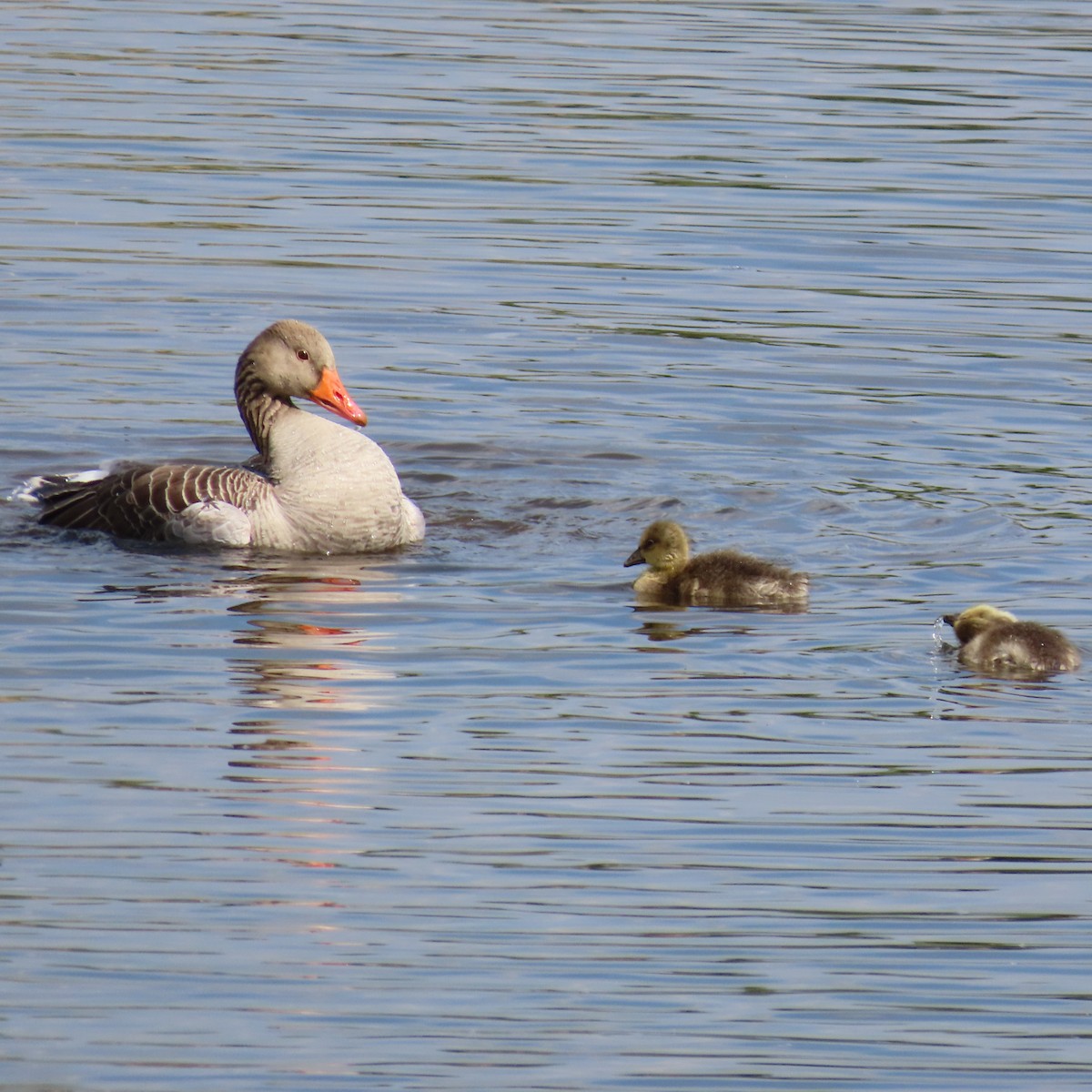 Graylag Goose - Richard Fleming