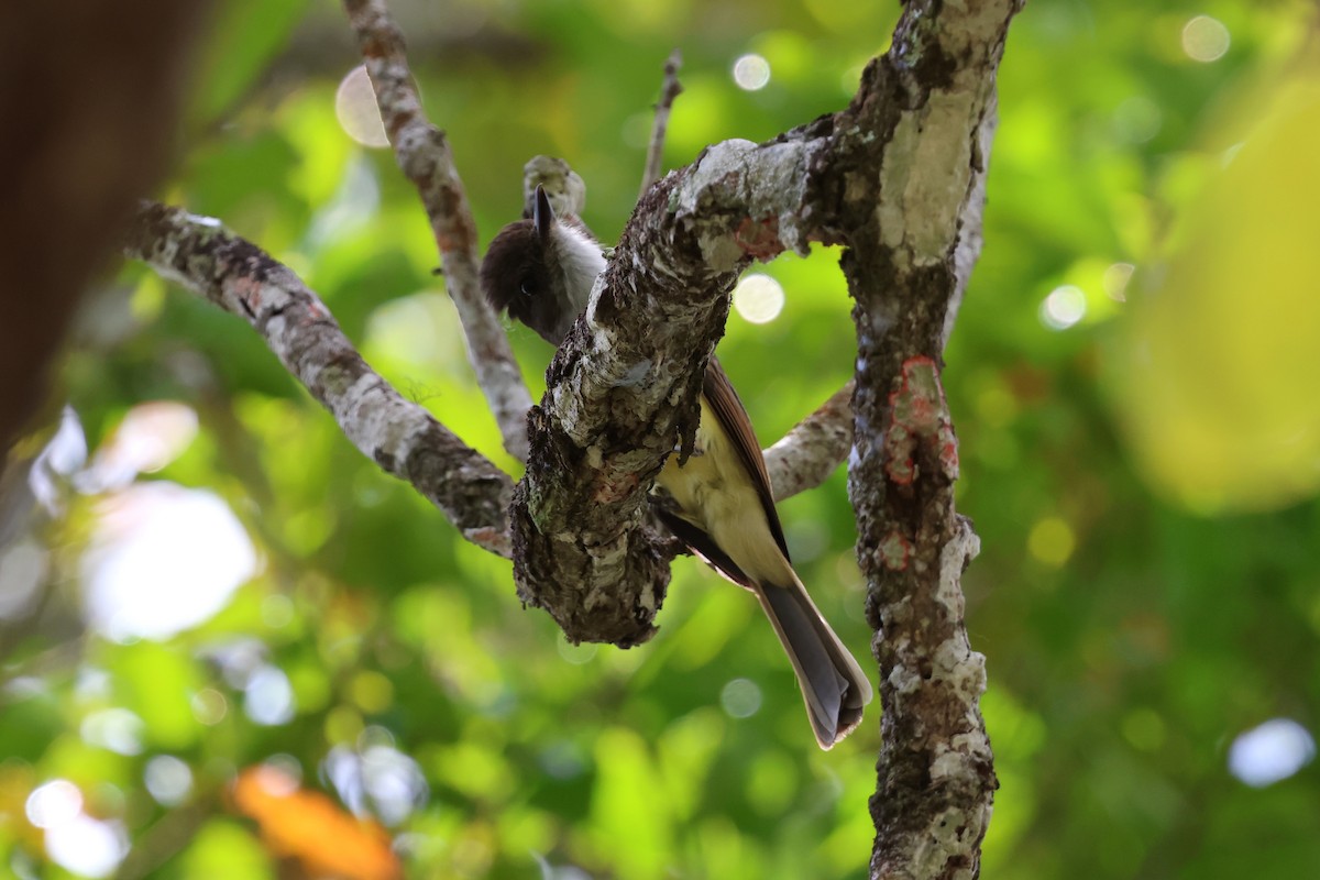 Dusky-capped Flycatcher - Andy Bridges