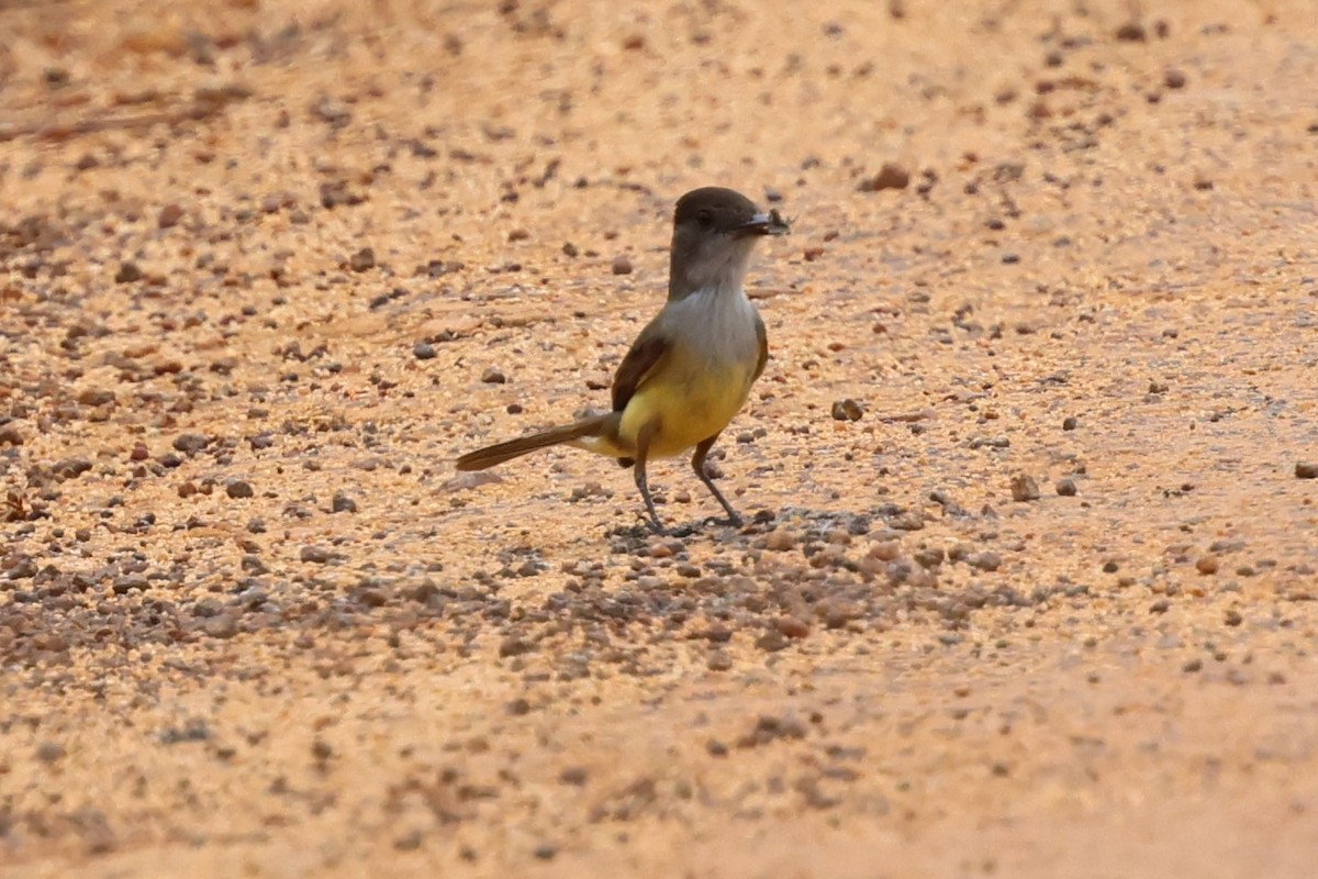 Dusky-capped Flycatcher - Andy Bridges