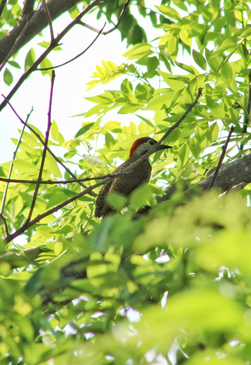 Spot-breasted Woodpecker - ML618831893