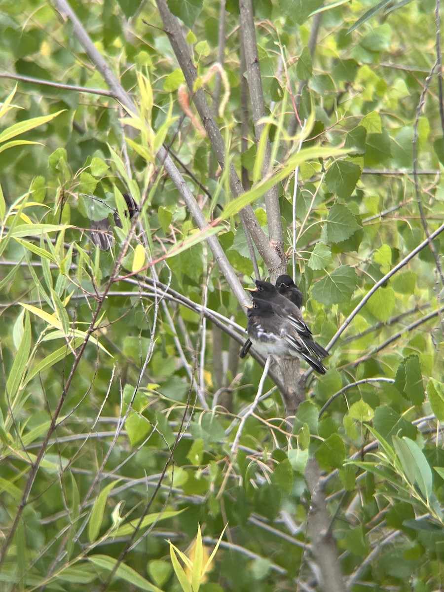 Black Phoebe - Caroline Xu